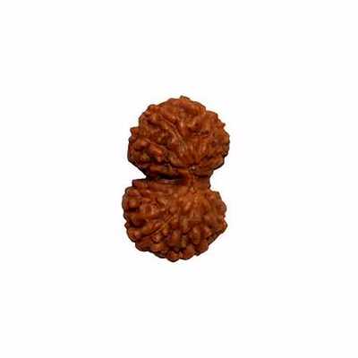 vedic vaani™ gauri shankar java rudraksha