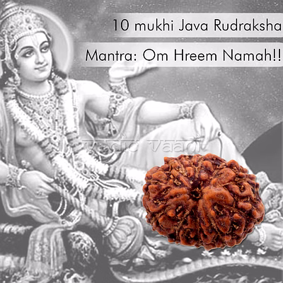 10 mukhi java rudraksha by vedic vaani™ for spiritual rituals