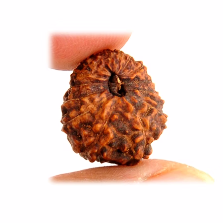 10 Mukhi Java Rudraksha by Vedic Vaani™ for Spiritual Rituals image 2