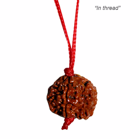 10 Mukhi Java Rudraksha by Vedic Vaani™ for Spiritual Rituals image 4