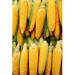 Anjaney Yellow Maize Animal Feed