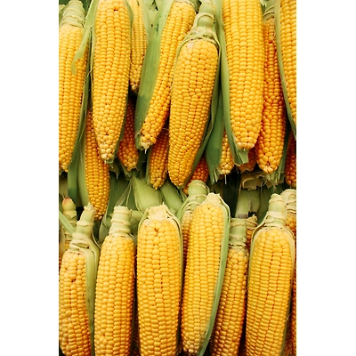 Anjaney Yellow Maize Animal Feed