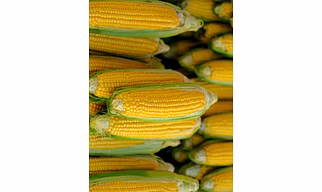 Yellow Maize Animal Feed