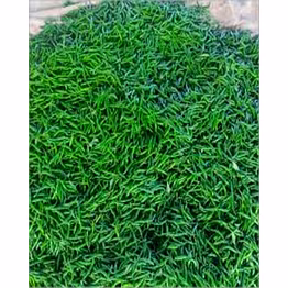 g4 green chilli