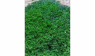 G4 Green Chilli