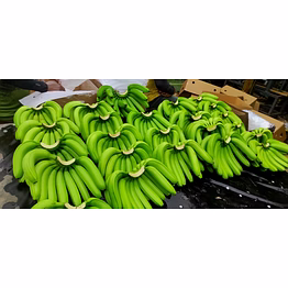 cavendish banana