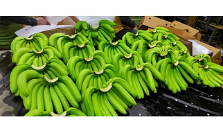 Cavendish banana