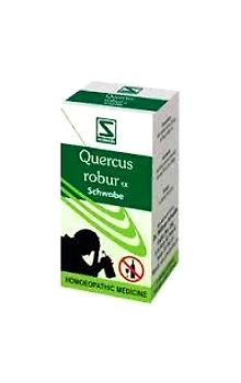 Quercus Robur 1X
