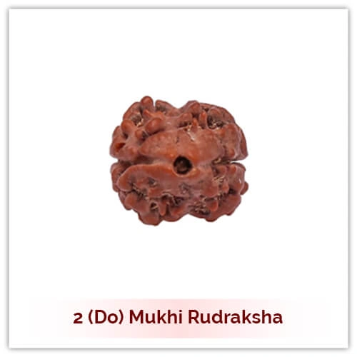 Buy Original 2 (Do) Mukhi Rudraksha Online | Astrology Remedies Store