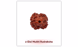 Siddh 2 (Do) Mukhi Rudraksha