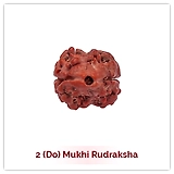Siddh 2 (Do) Mukhi Rudraksha
