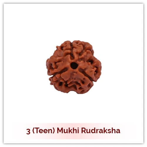 3 Mukhi Rudraksha