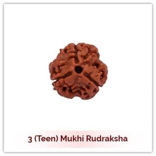 Siddh 3 (Teen) Mukhi Rudraksha