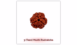 Siddh 3 (Teen) Mukhi Rudraksha