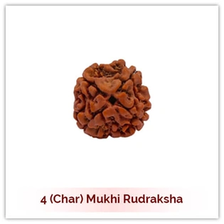 Siddh 4 (Char) Mukhi Rudraksha