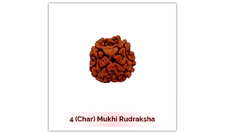 Siddh 4 (Char) Mukhi Rudraksha