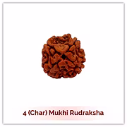 Siddh 4 (Char) Mukhi Rudraksha