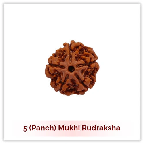 Panch Mukhi Rudraksha