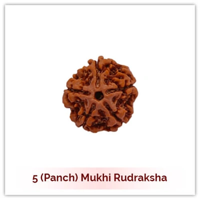 Siddh 5 (Panch) Mukhi Rudraksha