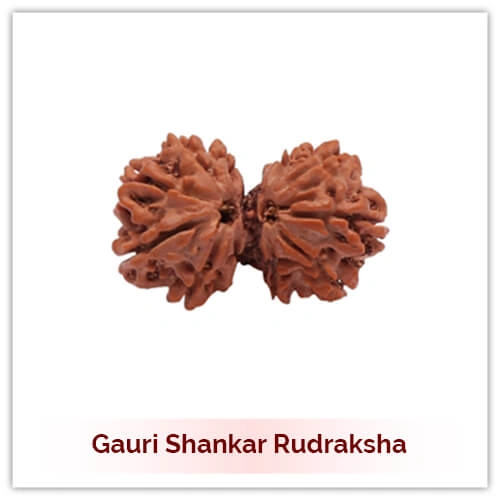 Gauri Shankar Rudraksha