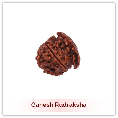 Siddh Ganesh Rudraksha
