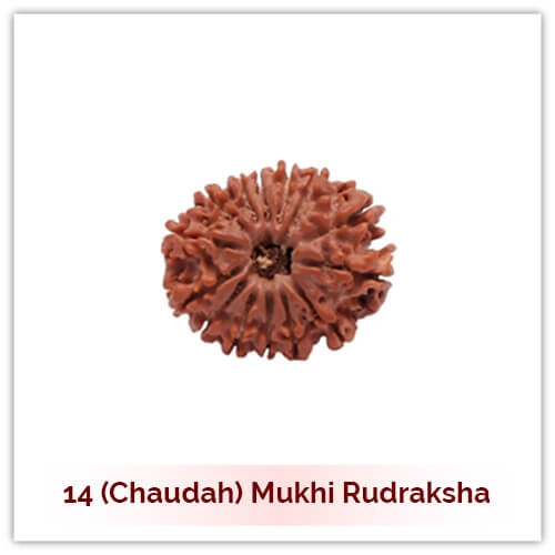 14 Mukhi Rudraksha