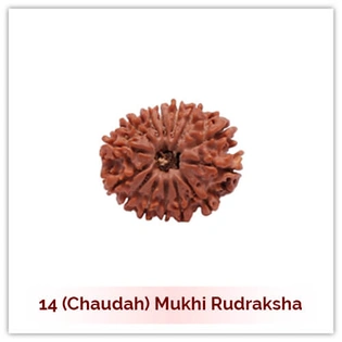 Siddh 14 (Choudah) Mukhi Rudraksha