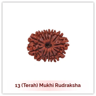 Siddh 13 (Terah) Mukhi Rudraksha