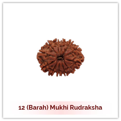 12 Mukhi Rudraksha