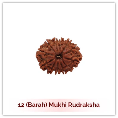 Siddh 12 (Baarah) Mukhi Rudraksha