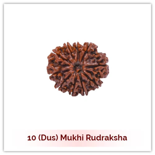 10 Mukhi Rudraksha