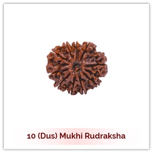 Siddh 10 (Dus) Mukhi Rudraksha