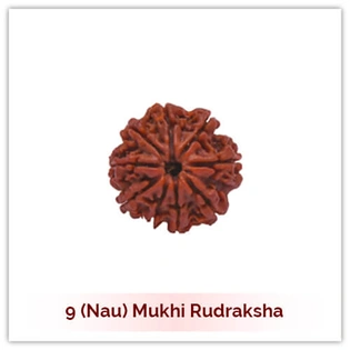 Siddh 9 (Nau) Mukhi Rudraksha