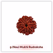 Siddh 9 (Nau) Mukhi Rudraksha