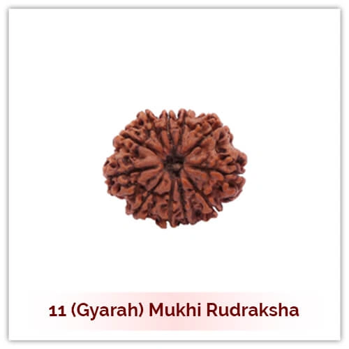 11 Mukhi Rudraksha