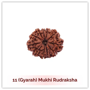 Siddh 11 (Gyarah) Mukhi Rudraksha