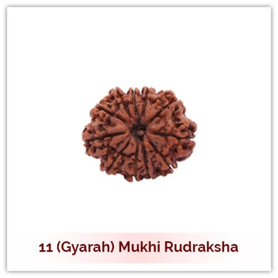 Siddh 11 (Gyarah) Mukhi Rudraksha