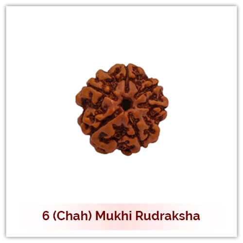 6 Mukhi Rudraksha