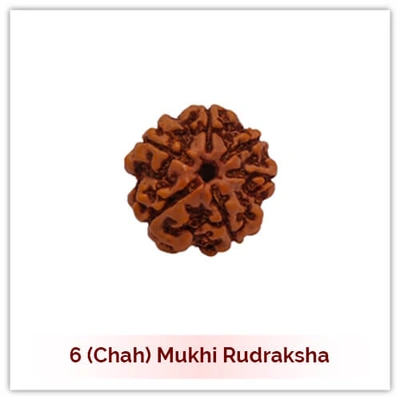 Siddh 6 (Chah) Mukhi Rudraksha