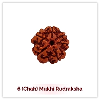 6 Mukhi Rudraksha