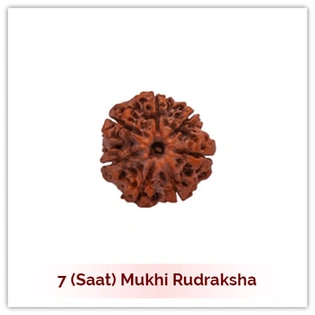 Siddh 7 (Saat) Mukhi Rudraksha
