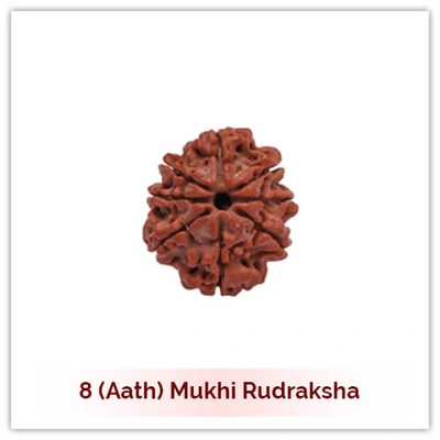 Siddh 8 (Aath) Mukhi Rudraksha