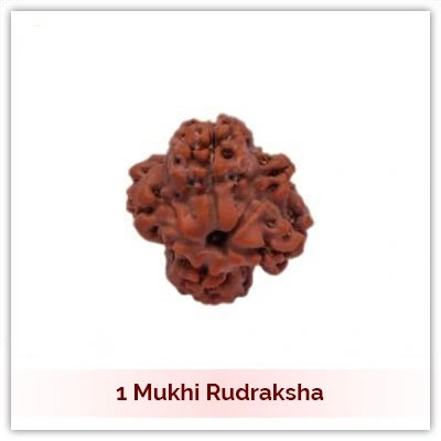 1 Mukhi Rudraksha