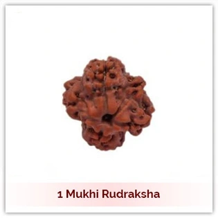 Siddh 1 (Ek) Mukhi Rudraksha