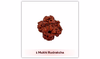 Siddh 1 (Ek) Mukhi Rudraksha