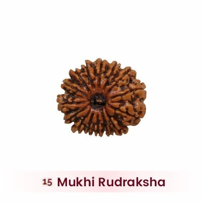 15 Mukhi Rudraksha