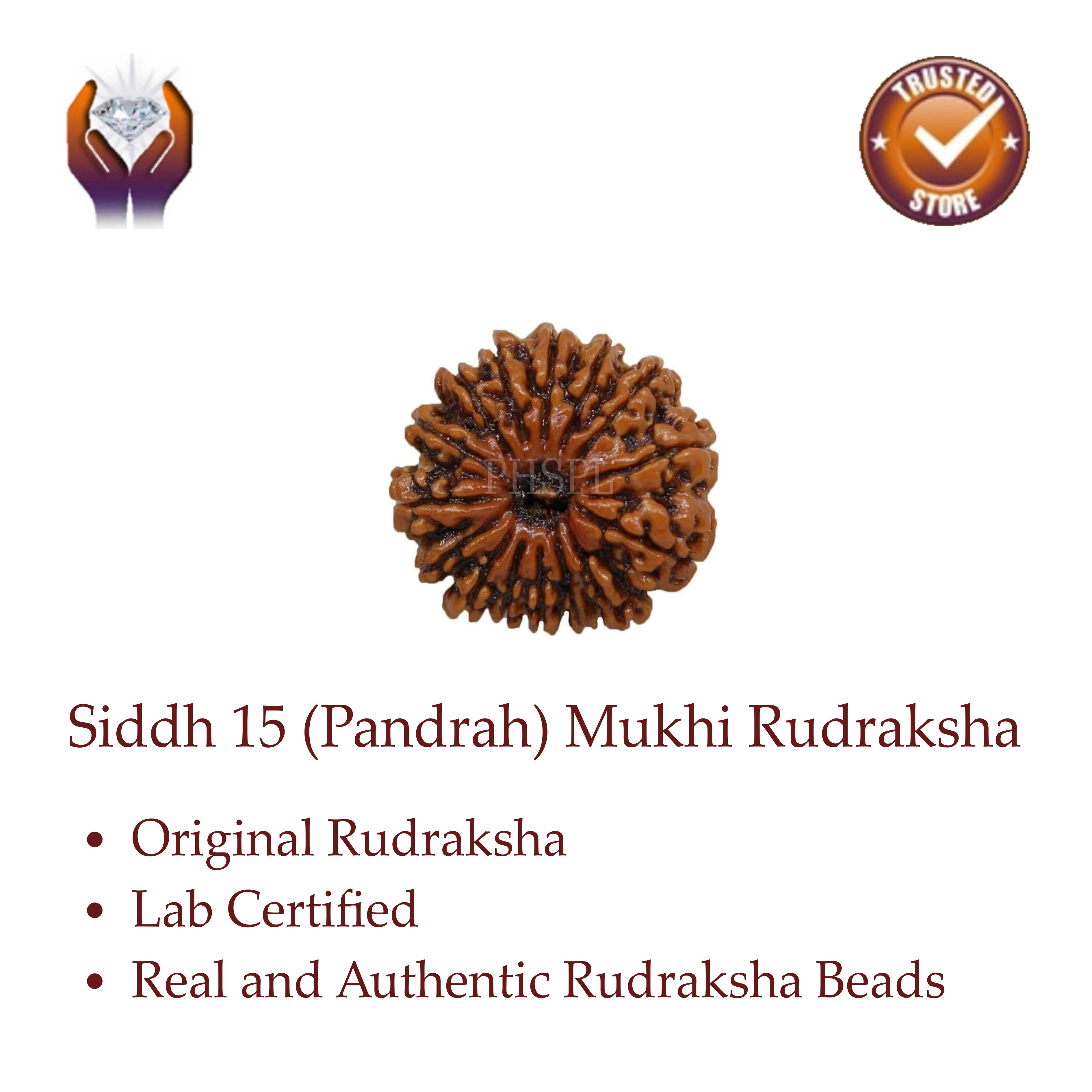 Siddh 15 (Pandrah) Mukhi Rudraksha-325