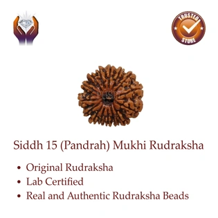 Siddh 15 (Pandrah) Mukhi Rudraksha