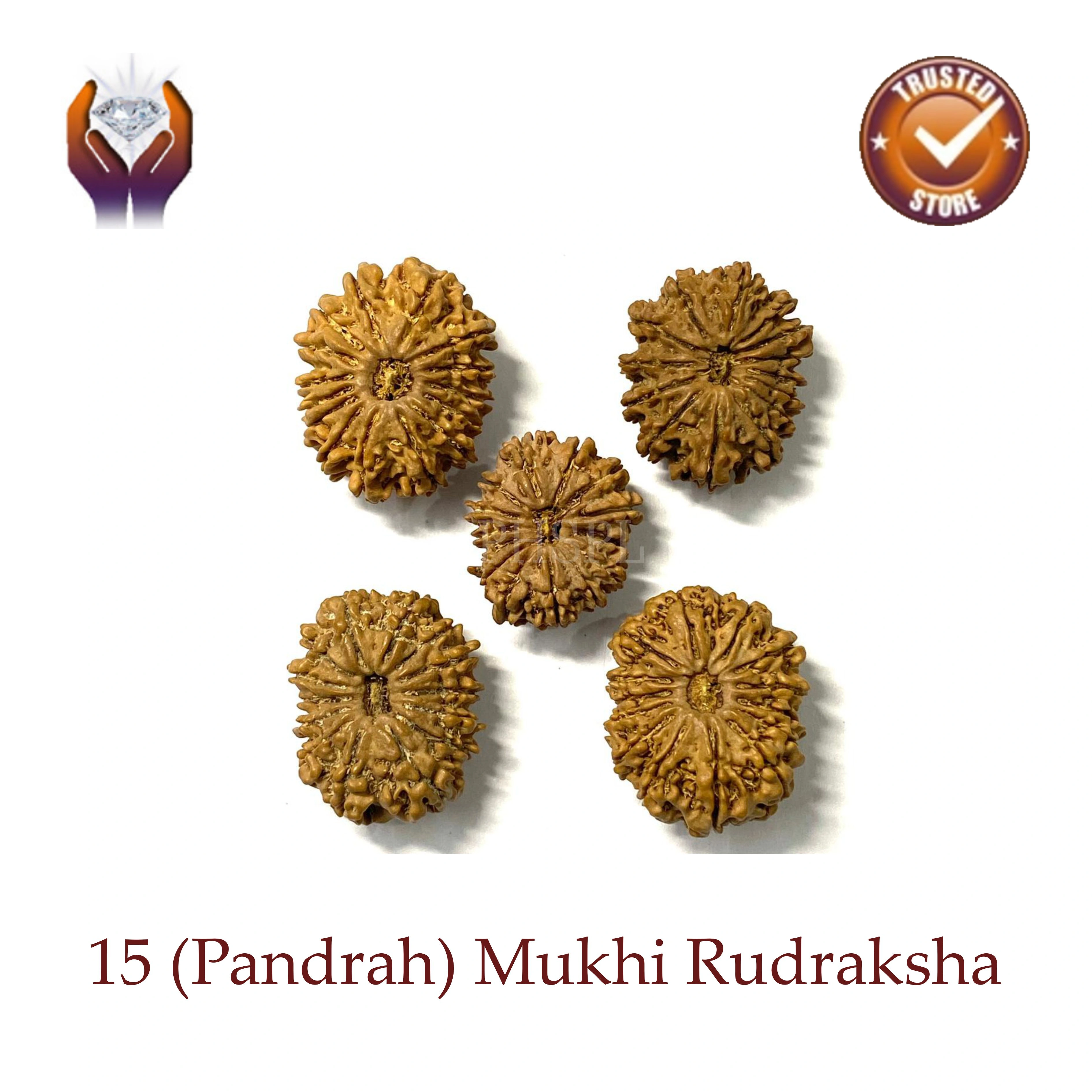 Fifteen Mukhi Rudraksha