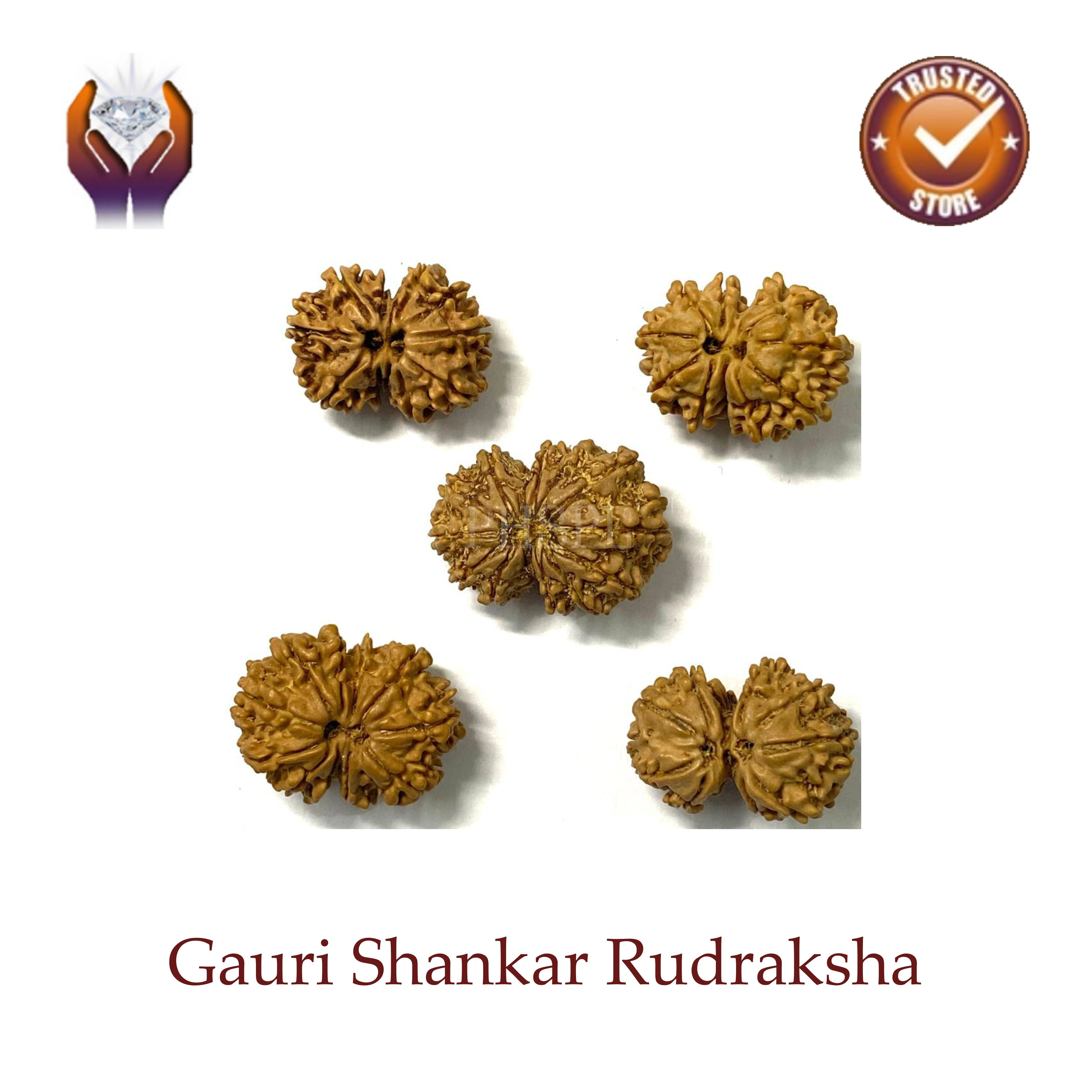 Gauri Rudraksha